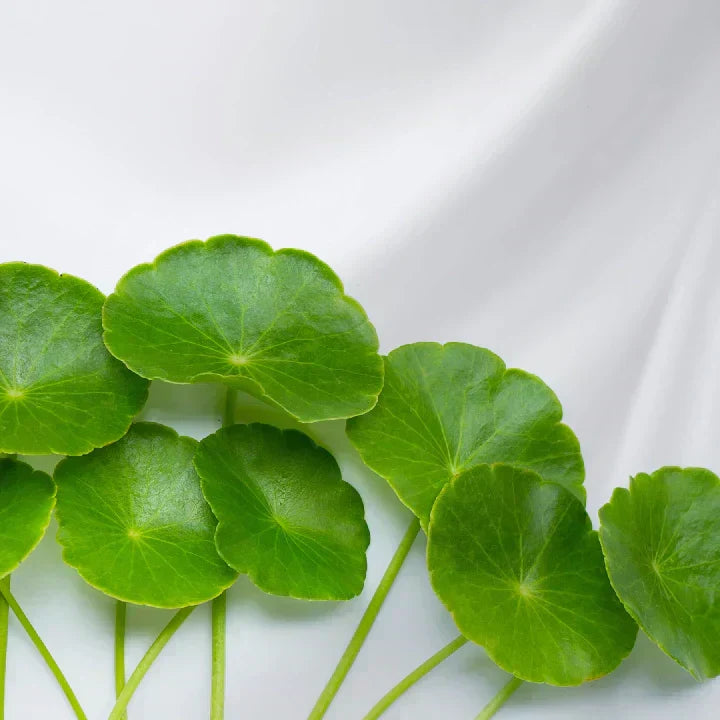 centella asiatica pour la peau
